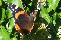 Vanessa atalanta