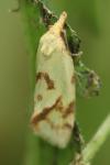 Agapeta hamana