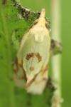 Agapeta hamana