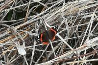 Vanessa atalanta