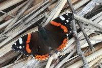 Vanessa atalanta