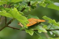 Argynnis paphia