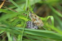 Melanargia galathea