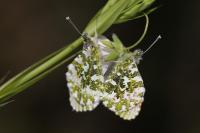 Anthocharis cardamines