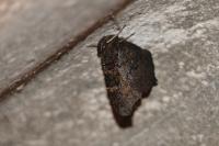 Aglais io