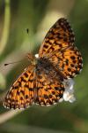 Boloria dia
