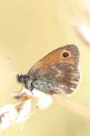 Coenonympha pamphilus
