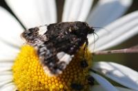 Tyta luctuosa