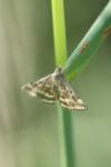 Pyrausta despicata
