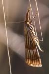 Chrysocrambus linetella