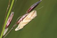 Thiodia citrana