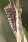 Chrysoteuchia culmella