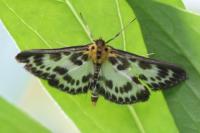 Anania hortulata