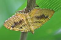 Camptogramma bilineata