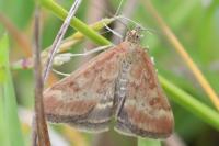 Pyrausta despicata