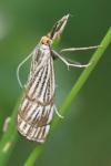 Chrysocrambus linetella