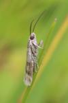 Homoeosoma sinuella