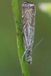 Platytes cerussella