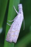 Platytes cerussella