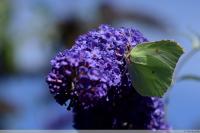 Gonepteryx rhamni