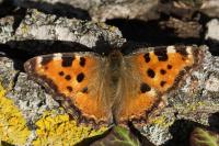 Nymphalis polychloros