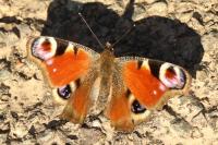 Aglais io
