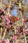 Aglais io