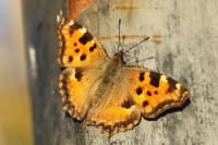 Nymphalis polychloros