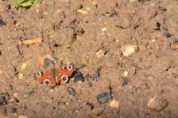 Aglais io
