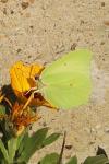 Gonepteryx rhamni