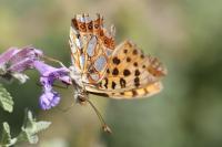 Issoria lathonia