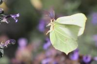 Gonepteryx rhamni
