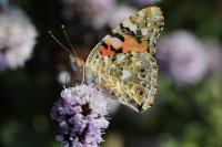 Vanessa cardui