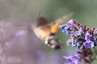 Macroglossum stellatarum