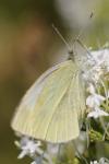 Pieris rapae