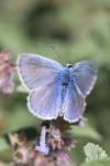Polyommatus icarus