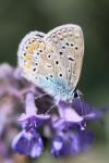 Polyommatus icarus