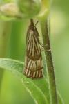 Chrysocrambus linetella