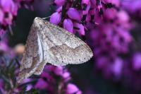 Phigaliohybernia marginaria