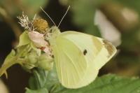 Pieris rapae