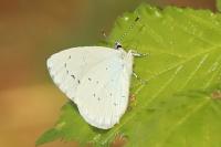Celastrina argiolus
