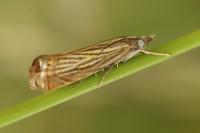 Chrysoteuchia culmella