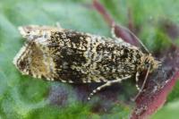Celypha lacunana