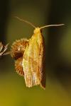 Clepsis consimilana