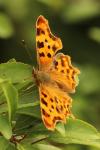 Polygonia c-album