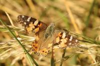 Vanessa cardui