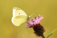 Pieris rapae