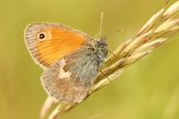 Coenonympha pamphilus