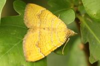 Camptogramma bilineata