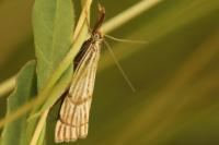 Chrysocrambus linetella